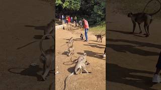 jhargram tourist spot||☺️||#monkey #youtubeshorts #tour #shorts