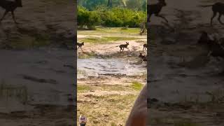 Crocodile Attack on a wild dog! #shorts #wildlife #safari #wilddog #crocodile #trending #viralvideo