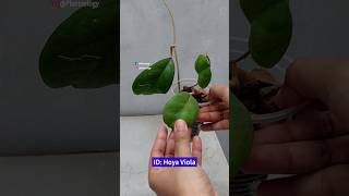 Hoya Plant Repotting // Hoya Viola// Hoya Plant Indoor