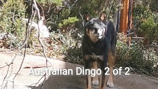 Australian Native Canine (Desert Dingo and Desert Dingo) 2 of 2 #listen