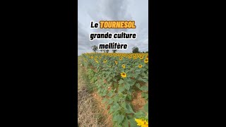 Le tournesol est la dernière grande culture mellifère de l’année