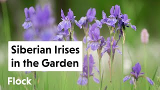 Planting SIBERIAN IRISES around the Gazebo — Ep. 166