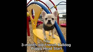 Tilly the French Bulldog's Puppy Board and Train