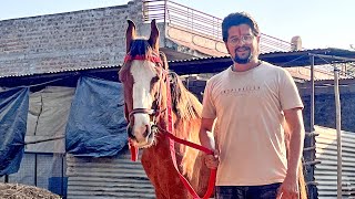 क्या आपको पता हैं शक्ति कहाँ है 😱😱😱#baawalechorevlogs #cowlover #cowvlog #baawalechorecows