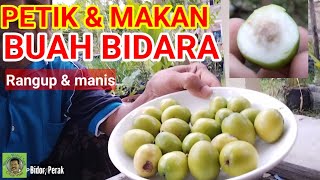 MAKAN BUAH BIDARA | KHASIATNYA