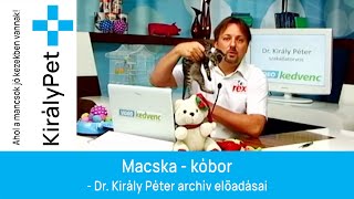 Macska - kóbor