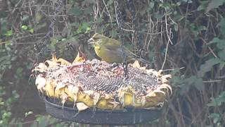 British Birds UK ~ Greenfinch eating Sunflower seed ~ My Autumn Watch 2012 ~ Wildlife & Nature