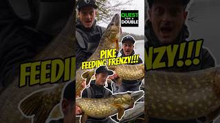 PIKE FEEDING FRENZY!! #fishig #pike #fishingvideos #fishingvideo