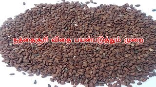 நத்தைசூரி விதை பயன்படுத்தும் முறை | how To Use Nathai soori Vithai | Siththarkal Ulagam