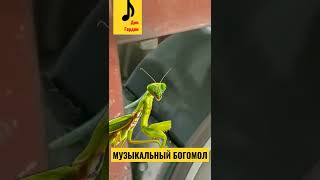 Музыкальный Богомол 🦗 #shorts