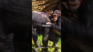 Самая умная обезьяна в мире! 🐒🧠#shorts #животные #animalfacts #viralvideo #факты #monkey #monkeys