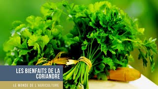 #coriandre #santé #bio  #nutrition quels sont les bienfaits de la coriandre ?