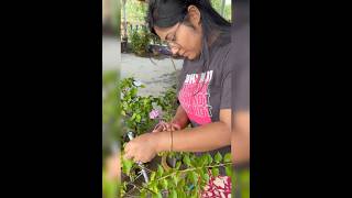 Bougainvillea গাছে ফুল আসার আগে কী যত্ন নিলাম #shorts #gardening #plants #youtubeshorts #minivlog