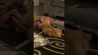 Kneading extremely slow -Peaches the Cat