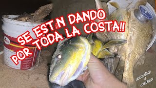 ESTAN POR TODA LA COSTA‼️🐟🎣 En búsqueda de la Corvina Vol.6/Canelones,Uruguay/Entre cañas y aparejos