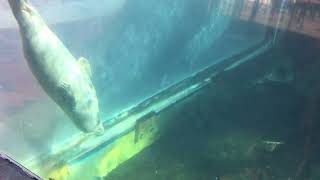 2017-4-7 Seal swimming at the New England Aquarium - IMG 0113