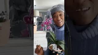 Seeing Is Believing * Orchid Blooms Surprise #houseplants #shortvideo #shorts #short