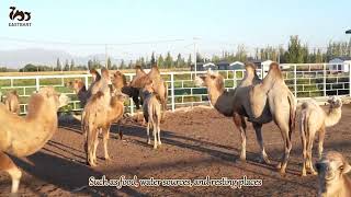 Can you imagine that camels are a group of animals with complex social behaviors? #camel