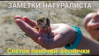 Слёток пеночки-веснички. Phylloscopus trochilus. ЗАМЕТКИ НАТУРАЛИСТА.