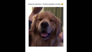 Head scratches = Instant smile    II     Happy dog means happy life