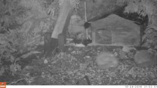 Dinsdale and Gene. Hedgehog TrailCam cam#1 24/10/2016