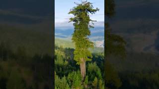 Hyperion tree | दुनिया का सबसे ऊंचा पेड़ जानिए इसके बारे में  #hyperion  #shorts #facts