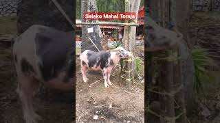 Saleko Kerbau Mahal Toraja di Rambu Solo'