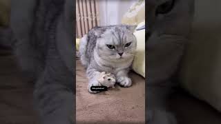 Funny Cat and mouse #shorts #kitten #mouse