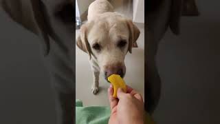 😍😘🥰#subscribetomychannel #doglover #goldenretriever #shortvideo #dog #