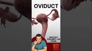 OVIDUCT Structure and Function | Human Reproduction | Class 11th Biology for NEET | #neet #science