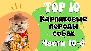 ТОП-10 Самые маленькие породы собак. 2-я пятерка пород собак по размеру, но 1-ая - по КРАСОТЕ!