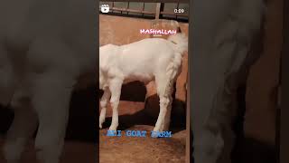 MASHALLAH HYDERABADI MALE 4.MONTH PRICE PM MO.9755060653 #goat #top #animals