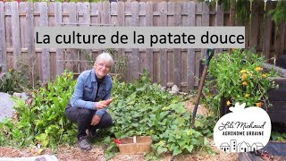 La culture de la patate douce