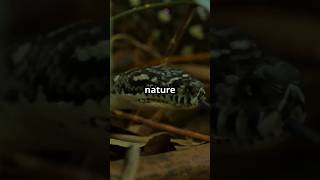 Discover why snakes hibernate in winter,shorts