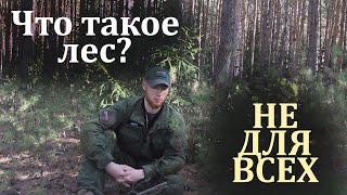 Что такое лес? Тонкие материи. НЕ ДЛЯ ВСЕХ