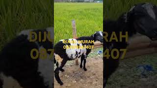 dijual murah domba garut dantenan hamil