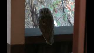 Western Screech-owl on our porch