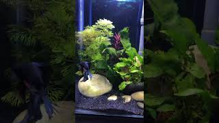 My betta fish tank planted low tech