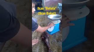 🔴 IKAN "BETUTU" (IKAN BAKUT) SALAH SATU IKAN MAHAL UNTUK DI EKSPOR #viral #short