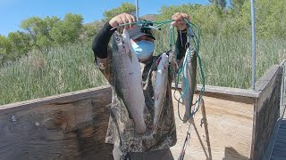 pesca de truchas arcoíris 🌈 palmdale lake//#exelent trout fishing