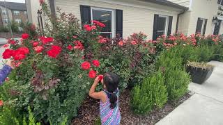 Beautiful Rose garden in USA||Telugu Vlogs from USA||Telugu youtube channel