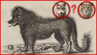 Beast of Gevaudan - Deadliest Man Eaters Ever -  REAL LIFE MONSTERS