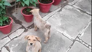 Cute puppies 🥰 trying to take me out  @Nidhi Ki Rasoi  #Shorts #funnyvideo #NidhikiRasoi #streetdogs