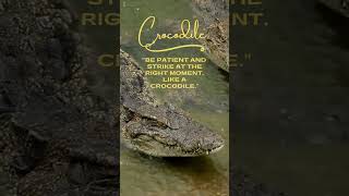 Crocodile