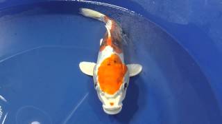 "Beating Heart Nose" Koi