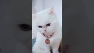 CUTE AND FUNNY CATS