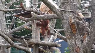 Zoo Schönbrunn Orang Utan Weibchen mit Baby.