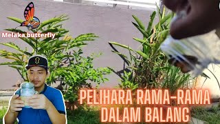 Pelihara rama-rama dalam balang | Butterfly Adoption Program Review | Episode 10