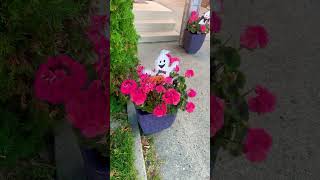 Laughing ghosts among flowers front door