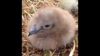 Great skua (bonxie) chick 1 day old